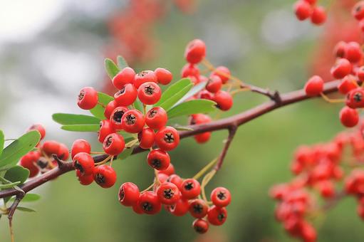 トキワサンザシ（ピラカンサ）の実 トキワサンザシ,ピラカンサ,実の写真素材