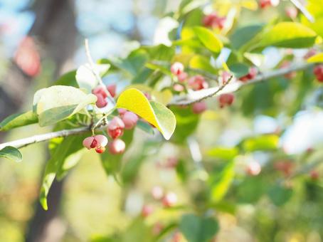 日差しと秋の実 落ち葉,秋,公園の写真素材