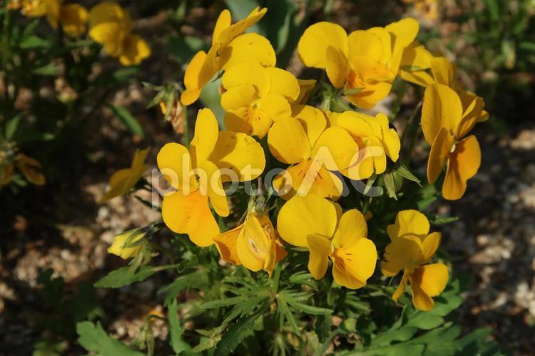 小さな花 お花畑,フラワーアレンジメント,優しい花の写真素材