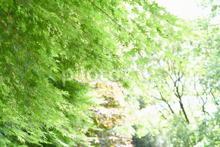 新緑のイロハモミジ 新緑,もみじ,青もみじの写真素材