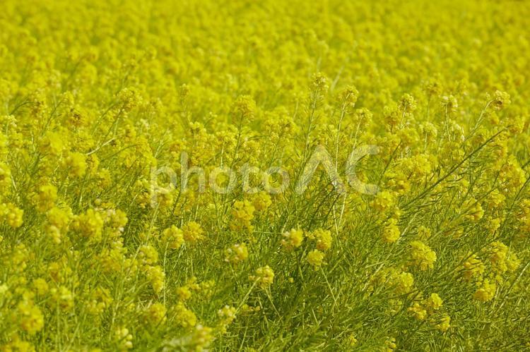 菜の花畑 はな,春,花の写真素材