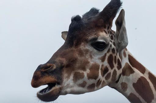 キリン10 キリン10 キリン,多摩動物園,動物園の写真素材