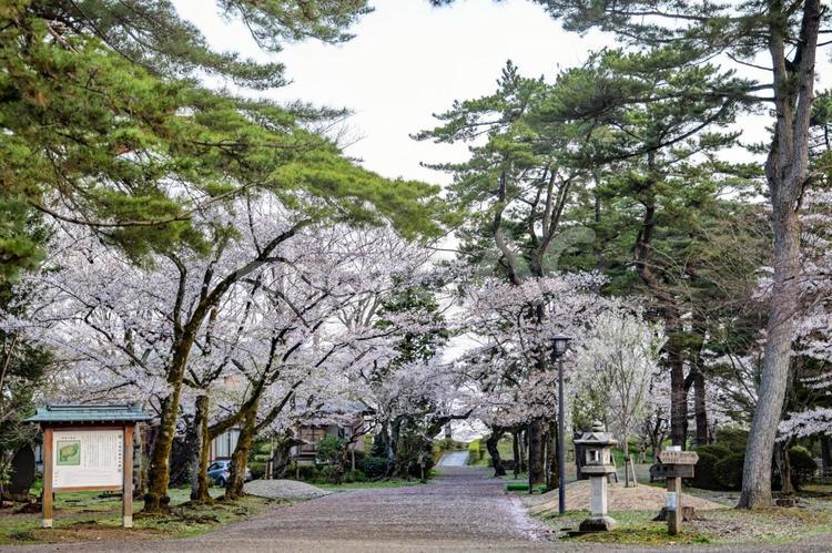 久保田城本丸跡と桜 久保田城,本丸,本丸跡の写真素材