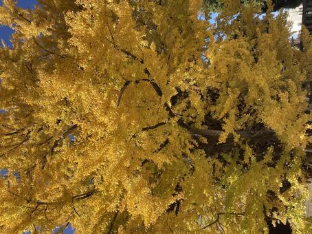 イチョウの木 イチョウ,銀杏,紅葉の写真素材