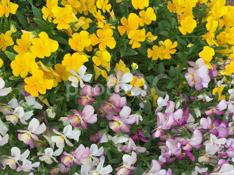 色とりどりのお花 フィールド,何人もありません,公園の写真素材
