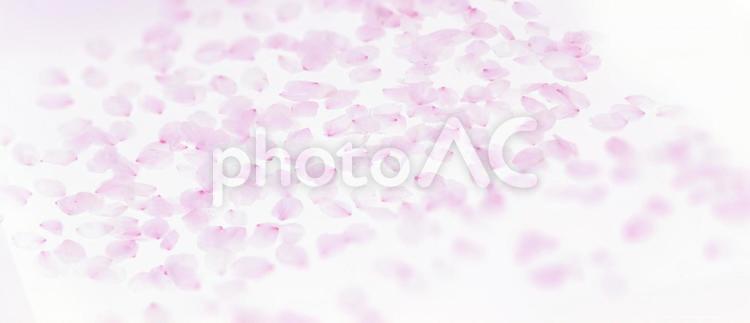 白い背景と春の桜の花びら 春,桜吹雪,さくらの写真素材