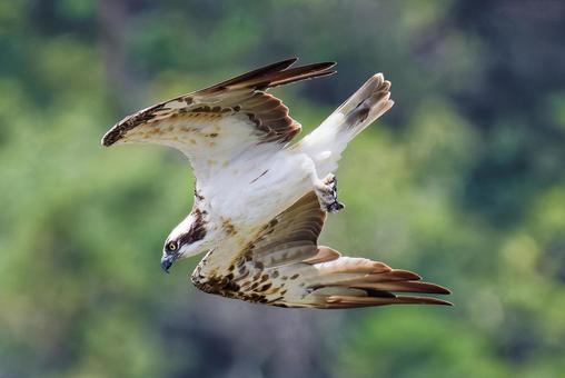 獲物を見つけて急降下するミサゴ 獲物を見つけて急降下するミサゴ ミサゴ,鶚,ウオタカの写真素材