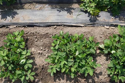 落花生栽培(マルチ剥がし)23 落花生栽培(マルチ剥がし)23 落花生,夏野菜,家庭菜園の写真素材