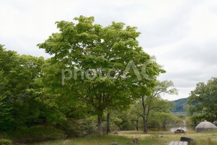 花山ダム　湖畔の形の良い木の風景 花山ダム,花山湖,春の写真素材