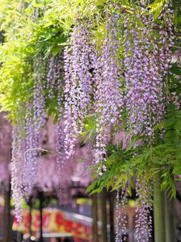 八女黒木大藤まつり  八女市,黒木,藤の花の写真素材