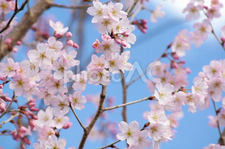 早咲き桜-304 桜,早咲き桜,一重の写真素材