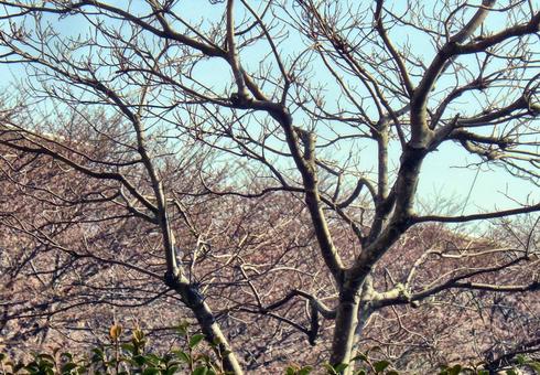訴える木 訴える木の写真