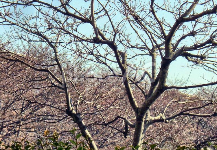 訴える木 訴える木,幹,枝の写真素材