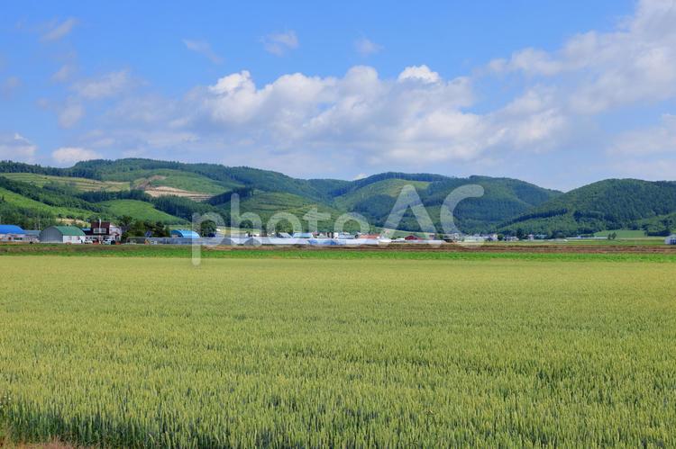 中富良野町　麦畑のある風景　6月 中富良野町,中富良野,北海道の写真素材