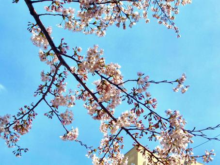 桜の季節-2 桜の季節-2 桜,木,幹の写真素材
