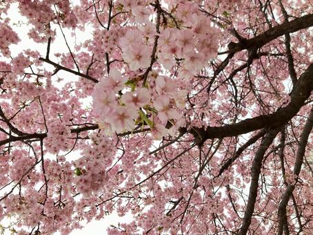 桜の花 桜の花の写真
