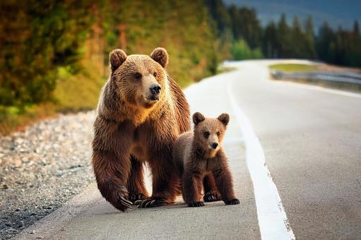 ヒグマの親子の写真