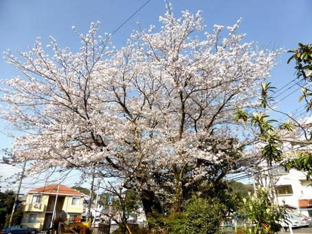 住宅地の一角で満開のソメイヨシノ ソメイヨシノ,桜,木の写真素材
