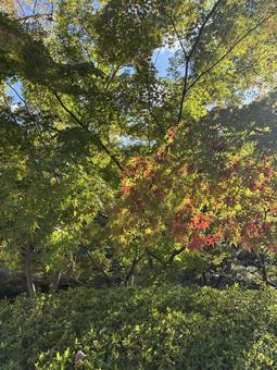 初紅葉 初紅葉,もみじ,紅葉の写真素材