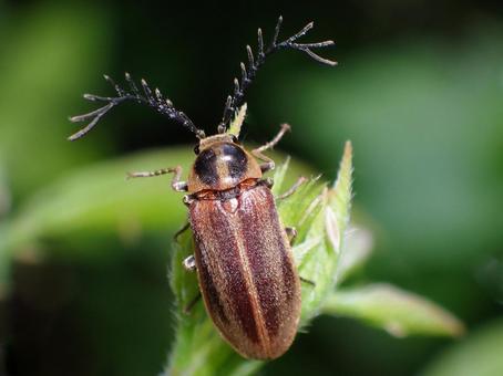 ヒゲナガハナノミ ヒゲナガハナノミ,甲虫,昆虫の写真素材