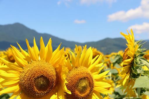 ひまわり ひまわりの写真