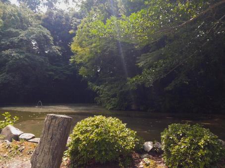 尾山神社の池と夏の緑2 尾山神社の池と夏の緑2の写真