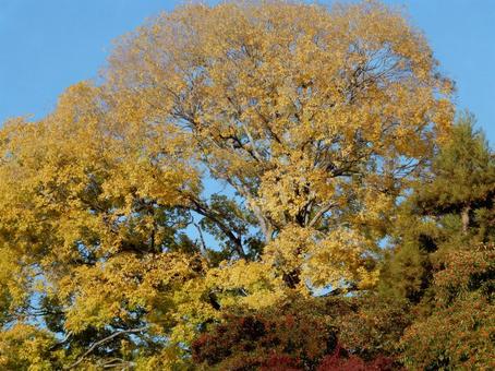 【紅葉写真】美しい黄葉 紅葉,自然,風景の写真素材