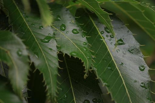 クヌギ クヌギ,緑,葉の写真素材