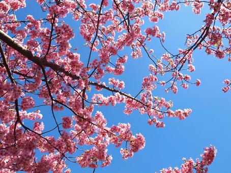 Kawazu cherry blossoms and blue sky, JPG Kawazu cherry blossoms and blue sky, JPG