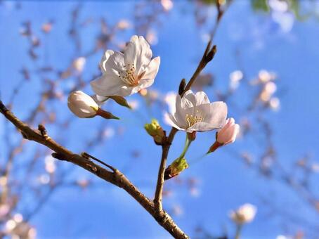 桜咲く 桜,可愛い,春の写真素材