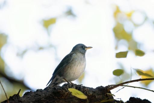 枝にとまるシロハラ 枝にとまるシロハラの写真