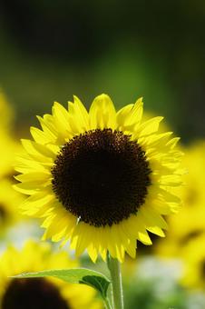 Photo, sunflower, sun kembang, mangsa panas, 