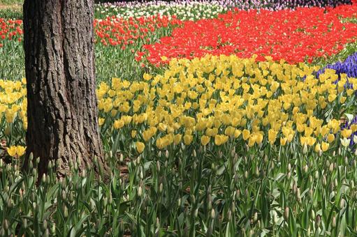 満開のチューリップ チューリップ,花,春景色の写真素材