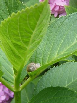 紫陽花とカタツムリ あじさい,カタツムリ,葉の写真素材