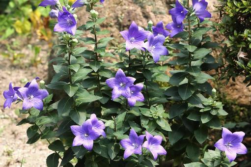 桔梗の花　 植物,花,花びらの写真素材