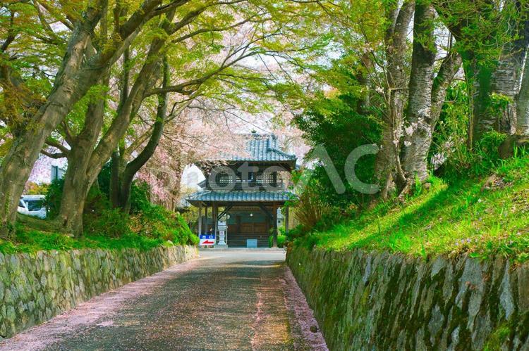 桜散る寺への小道 道,寺,小道の写真素材