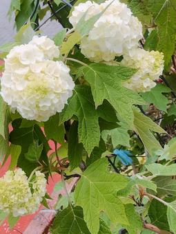 あじさいの写真