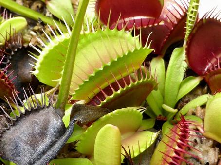 食虫植物展・鉢植えハエトリグサのアップ ハエトリグサ,ハエトリソウ,ハエジゴクの写真素材