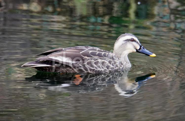 カルガモ カルガモ,カモ,鳥の写真素材