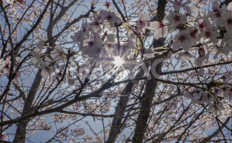 春の太陽と桜の花 春,太陽,桜の花の写真素材