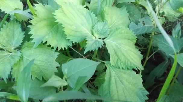 青じそ(大葉)が生えてきました 青じそ(大葉)が生えてきましたの写真