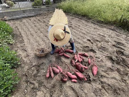 さつまいも さつまいも さつまいも,採れたて,芋掘りの写真素材