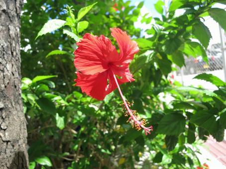 ハイビスカス ハイビスカスの写真