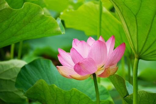 蓮の花 蓮の花 蓮,ハス,蓮の花の写真素材