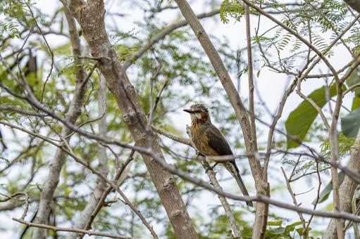 イシガキヒヨドリ イシガキヒヨドリ ヒヨドリ,八重山諸島,留鳥の写真素材