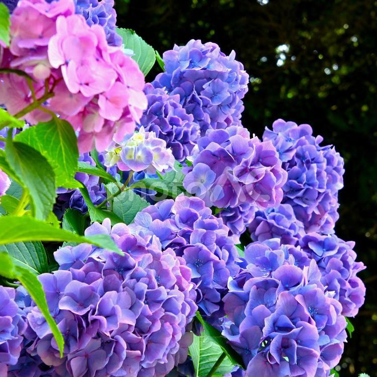 あじさいの里の　 綺麗なアジサイの花 あじさい,紫陽花,あじさい祭りの写真素材
