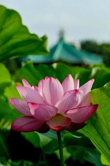 蓮 蓮 蓮,ハス,不忍池の写真素材