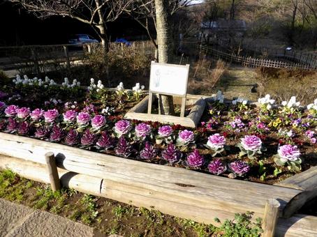 3月、綺麗に花が並ぶ鎌倉中央公園の花壇 3月、綺麗に花が並ぶ鎌倉中央公園の花壇の写真