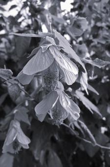 アブチロン Abutilon アブチロン Abutilon 花,アブチロン,abutilonの写真素材