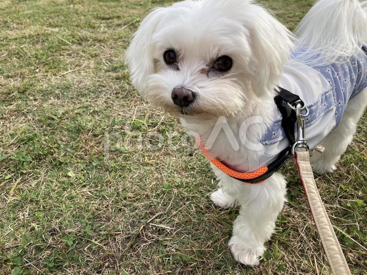 犬の散歩 犬散歩,公園,ペットの写真素材